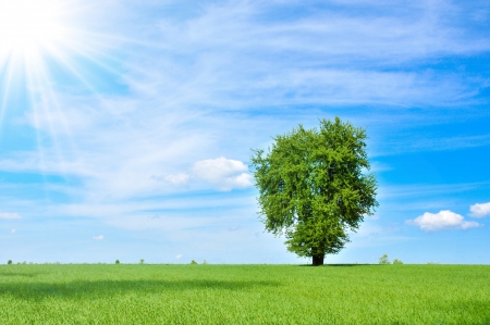 Lonely tree on field of grass の写真素材