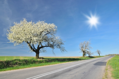 Blossomin cherry tree in Polandの写真素材