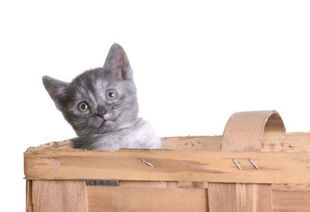 Young funny grey catの写真素材