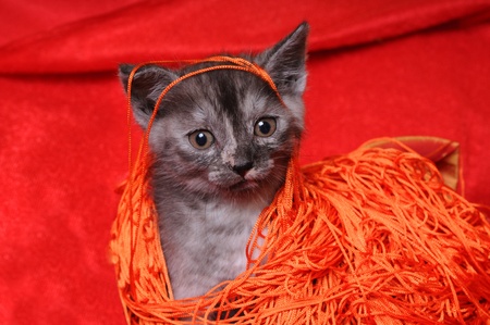 Young funny grey catの写真素材