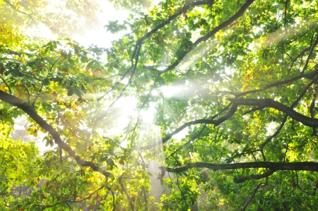 Forest at dusk