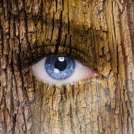 Tree faceの写真素材