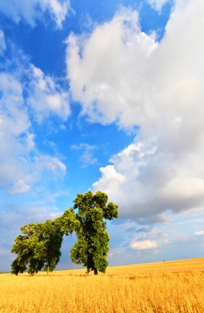 Beautiful summer landscape with green trees and blue skyの写真素材