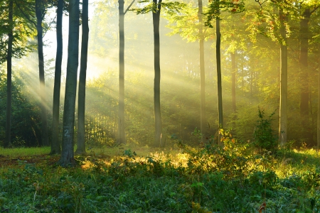 Beautiful morning in autumn forestの写真素材