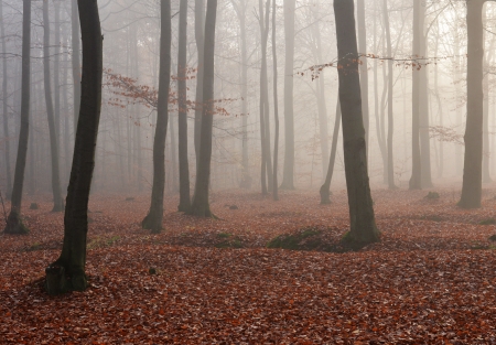 Dark foggy forestの写真素材