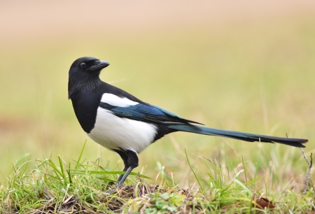 Magpie bird on the grassの写真素材