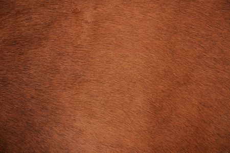 Brown natural cow fur textureの写真素材