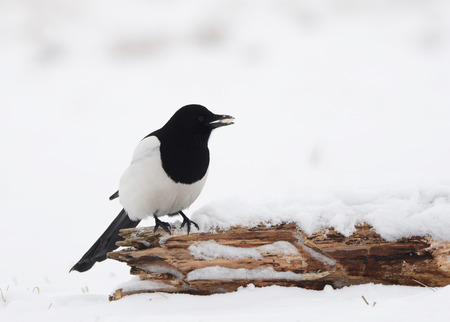 Magpie on branchの写真素材