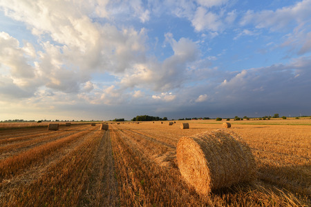 Straw bales on farmlandの写真素材
