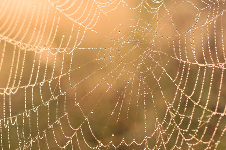 spider web close up