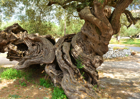 More than 2000 years old olive tree on Greece island Zakynthosの写真素材