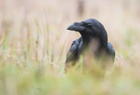Raven sitting on the grass