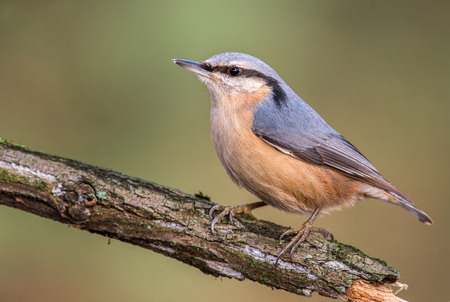 Nuthatch (Sitta europaea)の写真素材
