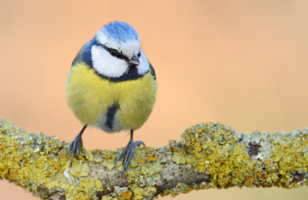 Blue tit (Parus major) on a branchの写真素材