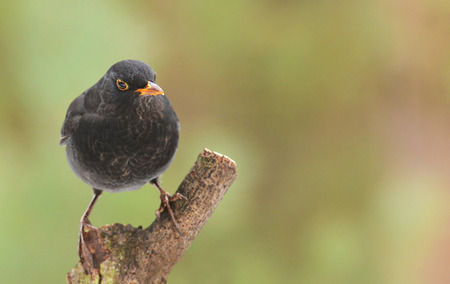 Blackbird, Turdus merula, single male on branchの写真素材