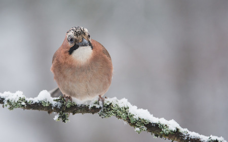 jay birdの写真素材