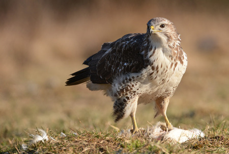 Common buzzard (Buteo buteo)