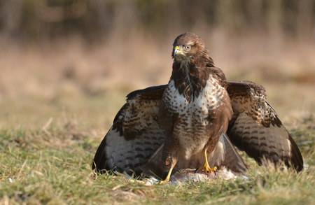 Common buzzard (Buteo buteo)