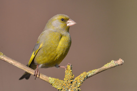 European Greenfinch ( Carduelis chloris )の写真素材