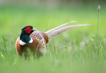 Pheasant (Phasianus colchicus)の写真素材