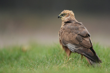 Marsh harrier on the grassの写真素材
