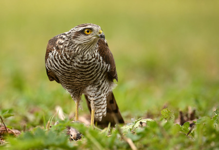 Sparrowhawkの写真素材