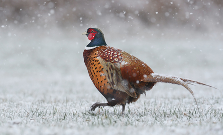 Ringneck Pheasant (Phasianus colchicus) standing in winter sceneryの写真素材