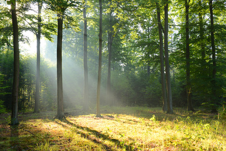 Morning in the forestの写真素材