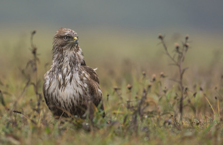 Common buzzard (buteo buteo)の写真素材