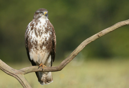 Common buzzard (Buteo buteo)