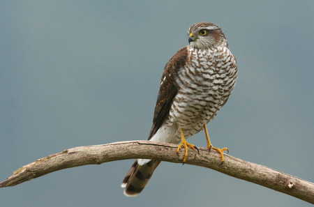 Eurasian sparrowhawk (Accipiter nisus)の写真素材