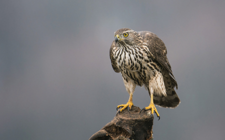 Young northern goshawk (Accipiter gentilis)