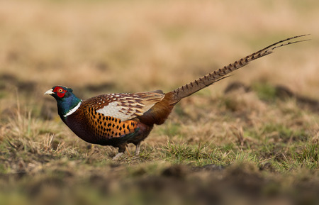 Ringneck Pheasant (Phasianus colchicus)
