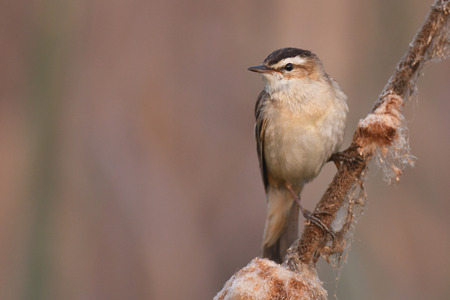 Sedge Warbler (Acrocephalus schoenobaenus)の写真素材