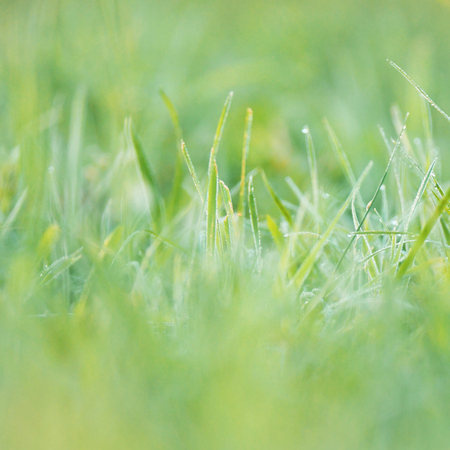 Green grass backgroundの写真素材