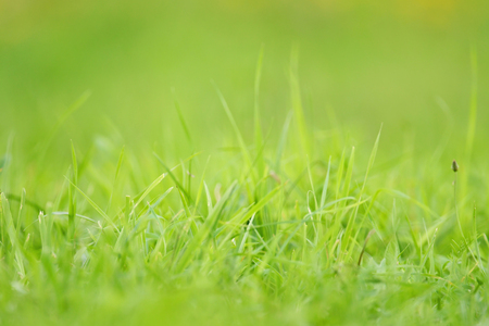 Green grass background