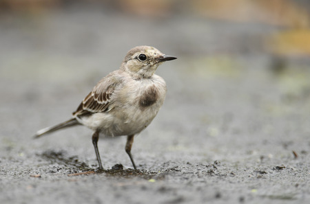 Young White Wagtail (Motacilla alba)の写真素材