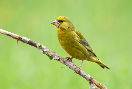 Greenfinch bird (Chloris chloris)の写真素材