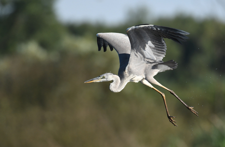Grey heron (Ardea cinerea) in flightの写真素材