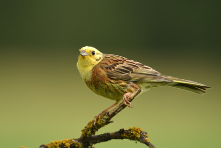 Yellowhammer (Emberiza citrinella)の写真素材