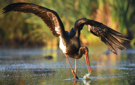 Black stork (Ciconia nigra)の写真素材