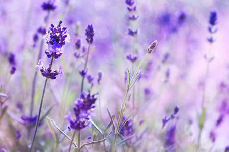 Lavender flowers