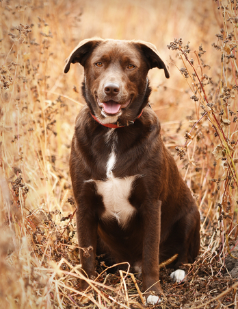 Young brown labrador dog playing in autumn grassの写真素材