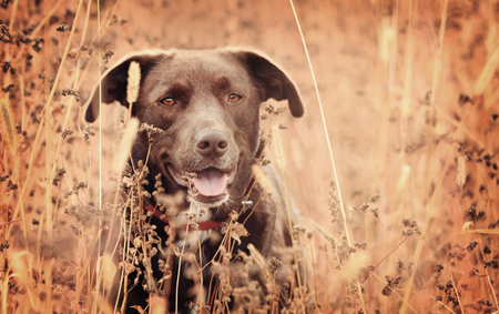 Young brown labrador dog playing in autumn grassの写真素材