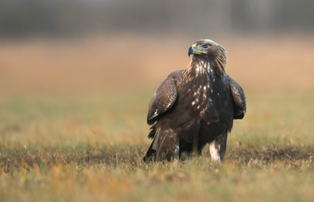 Golden Eagle (Aquila chrysaetos)の写真素材