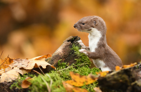 Weasel in autumn forest