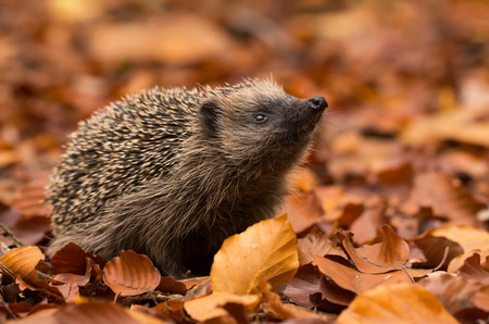 hedgehogの写真素材