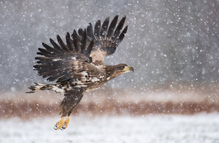 White tailed Eagle (Haliaeetus albicilla)の写真素材