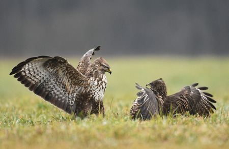 Common buzzards (Buteo buteo) fighting