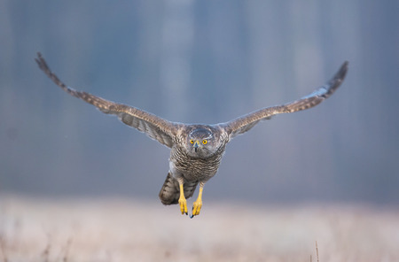 Northern goshawk (Accipiter gentilis)の写真素材